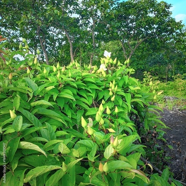 Obraz "Lush natural garden with green plants and refreshing atmosphere."