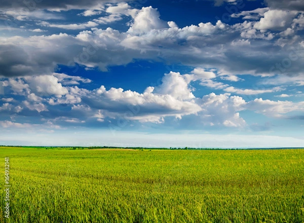 Obraz Beautiful summer landscape with the wheat green field and cloudy blue sky above it. Rural minimalistic landscape.