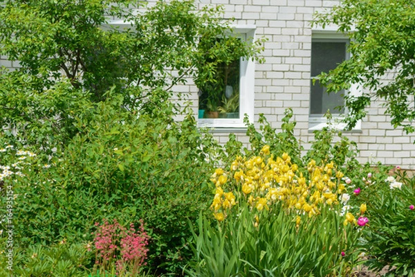 Obraz A garden with blooming flowers in front of the windows of a brick house