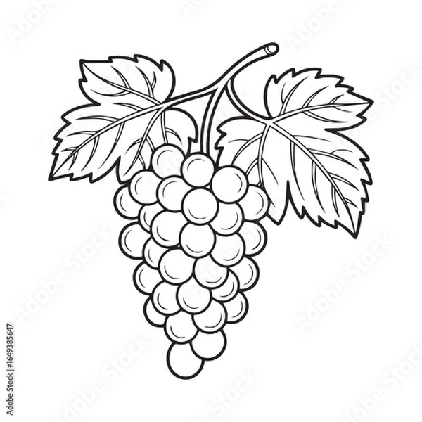 Fototapeta grapes vector illustration