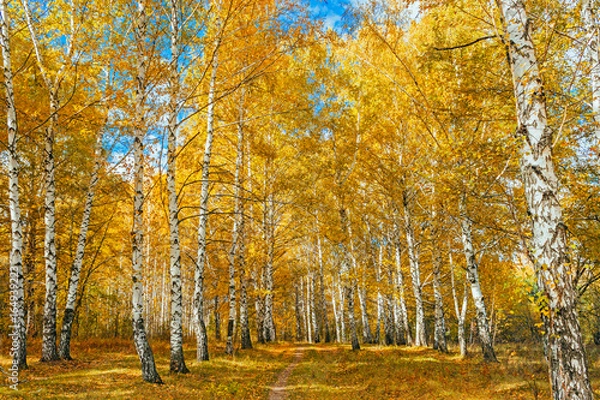 Obraz autumn birch forest