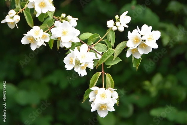 Fototapeta Apfel Blüte