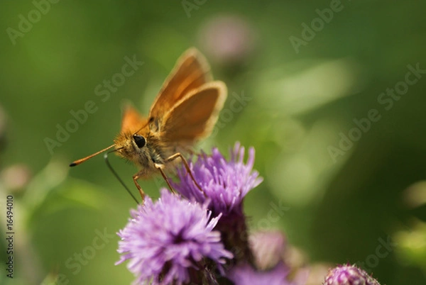 Obraz papillon orange