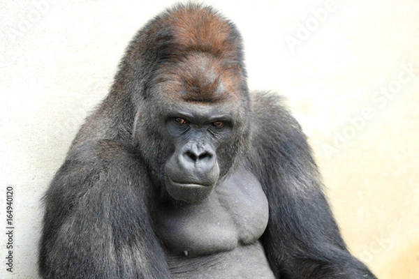 Obraz ゴリラ