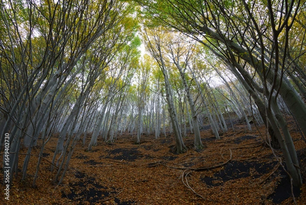 Obraz Forest in autumn