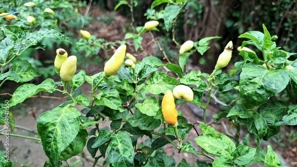 Fototapeta Chili pepper plants showing signs of weather stress, such as wilting or discoloration, illustrating losses from unpredictable climate.