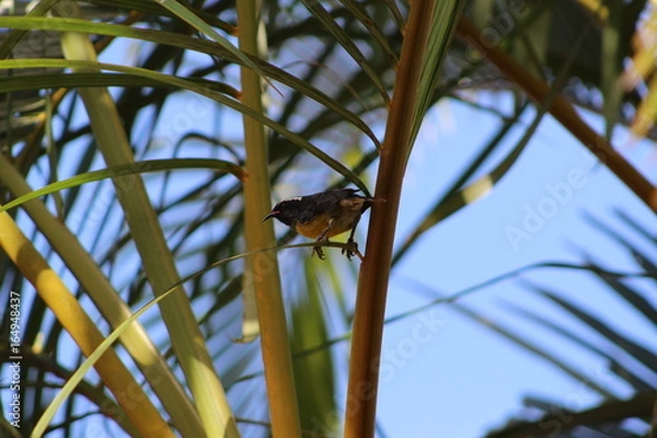 Obraz oiseau sucrier