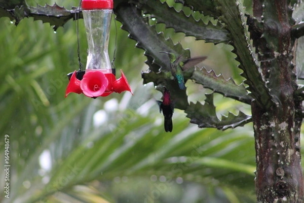 Obraz Colibri