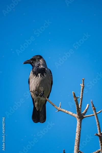 Obraz a grey crow perched on a tree branch