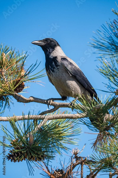 Obraz a grey crow perched on a tree branch