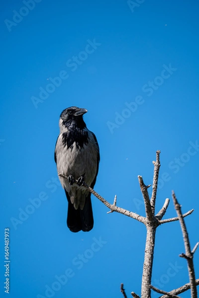 Obraz a grey crow perched on a tree branch