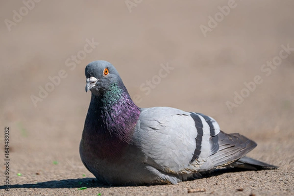 Obraz a solitary pigeon on the ground