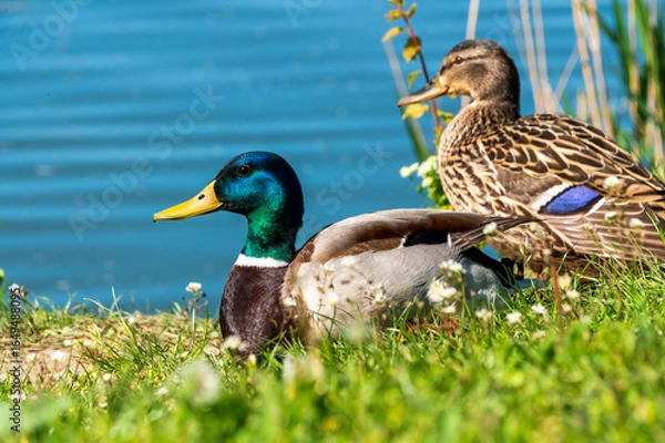 Obraz  mallard ducks resting on the grass