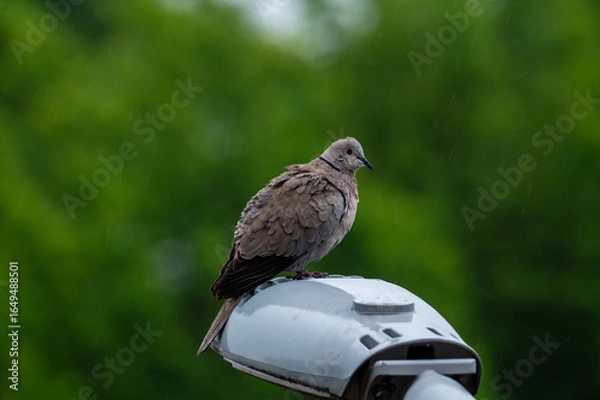 Obraz A turtledove perched on a pole