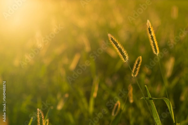 Obraz grass field in summer