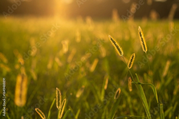 Obraz grass field in summer