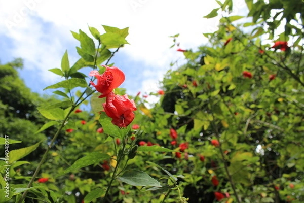 Obraz Fleurs guadeloupe