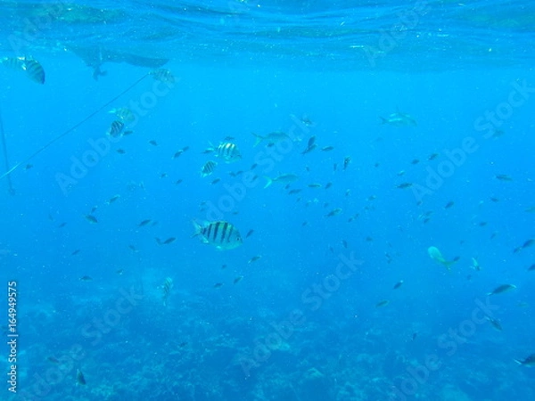 Obraz poissons colorés