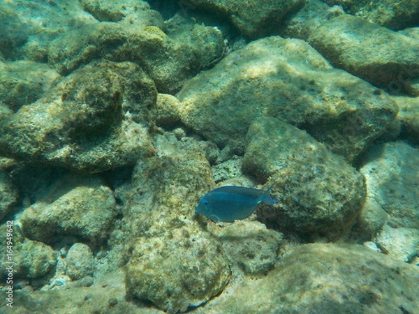 Obraz Poisson perroquet