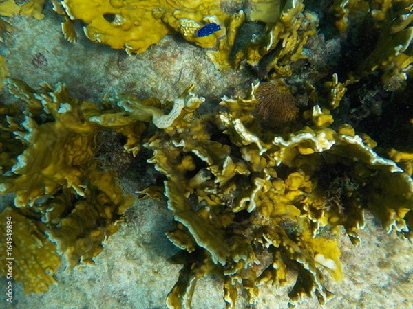 Obraz poissons colorés