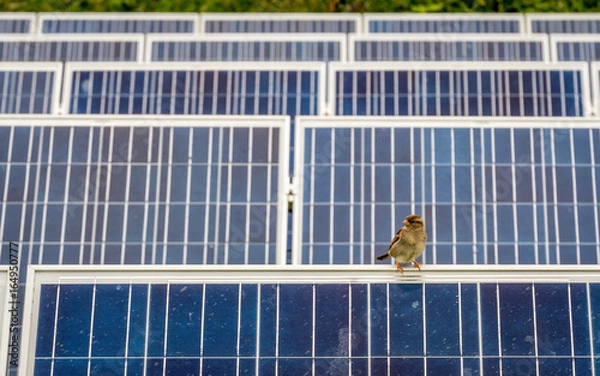 Fototapeta Sustainable energy and wildlife. A sparrow bird sitting on solar farm panels illustrating their environmental compatibility.
