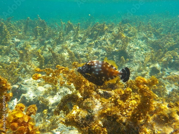 Obraz Poisson coffre