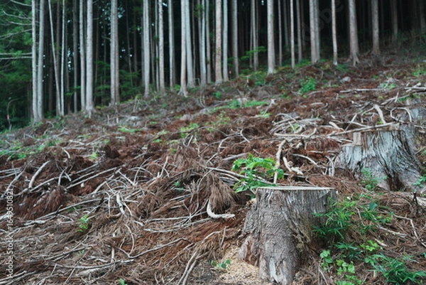 Obraz 杉の木の伐採がされた森の一部