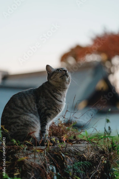 Obraz 神社をバックに空を見上げる野良猫