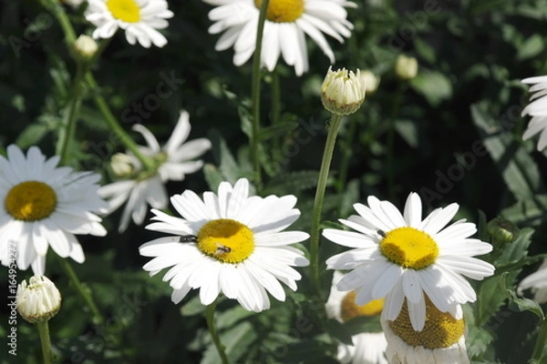 Fototapeta Ромашки, цветы на поле