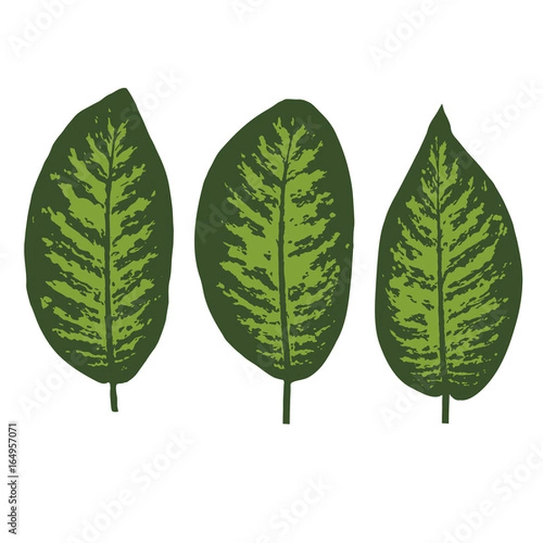 Obraz Dieffenbachia tropical leaf set. Vector illustration
