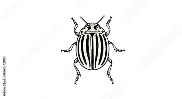 Fototapeta Colorado Potato beetle, minimalistic linear drawing, simple black and white contour illustration, vector, isolated, clean design, modern minimal contour sketch for posters, prints and decor
