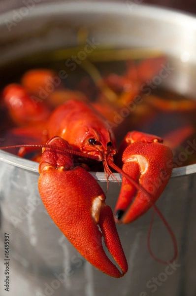 Obraz red crayfish in cooking bowl