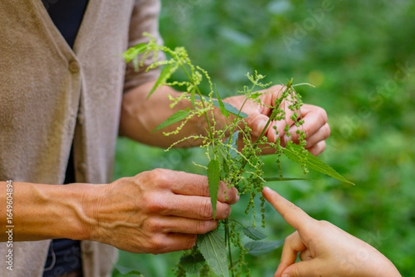 Obraz Hands of an adult and child exploring green plant life during nature master class, showcasing hands-on learning and connection with the environment in a lush outdoor setting