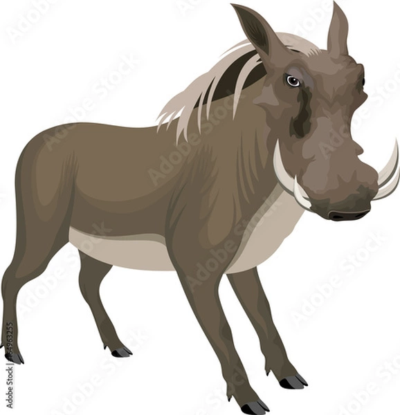 Fototapeta vector common warthog