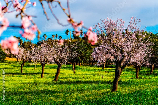 Fototapeta Mandelblüte auf Mallorca, Spanien