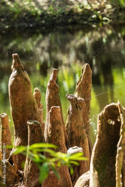 Obraz Cypress Knees