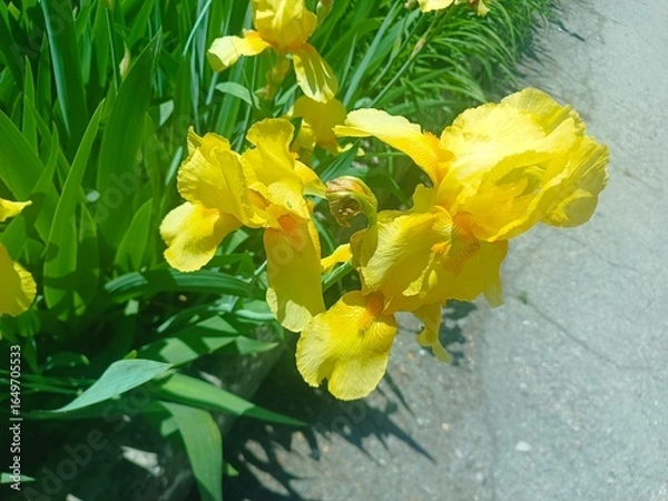 Obraz Vibrant Yellow Iris Blossoms in Sunlight