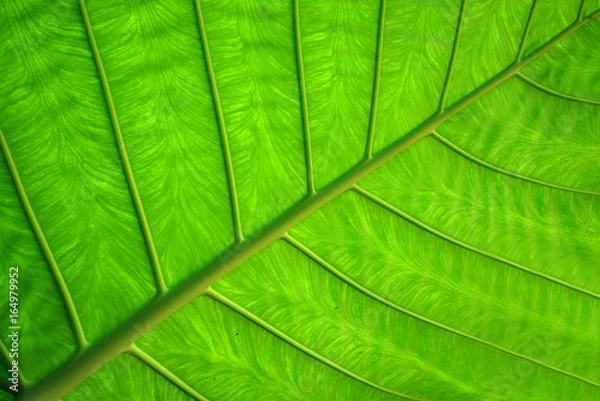 Fototapeta Close up texture of green leave for background or wallpaper, fresh leaves by black and white color