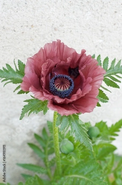 Obraz Papaver orientale