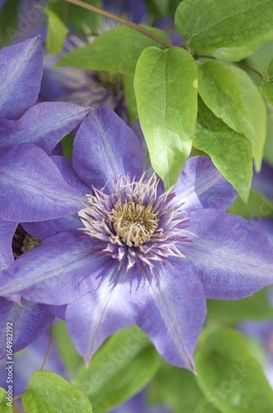 Obraz Clematis