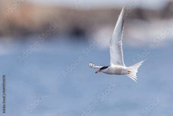 Obraz Common Tern