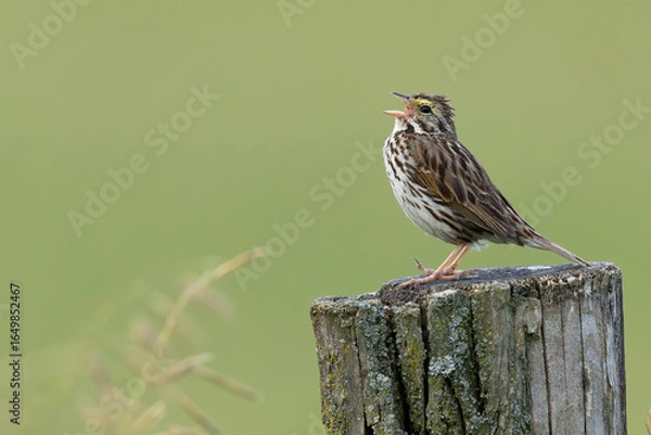 Obraz Savannah Sparrow