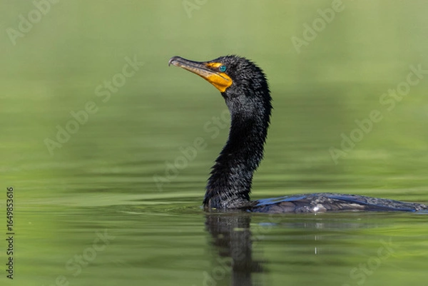 Obraz Double-crested cormorant