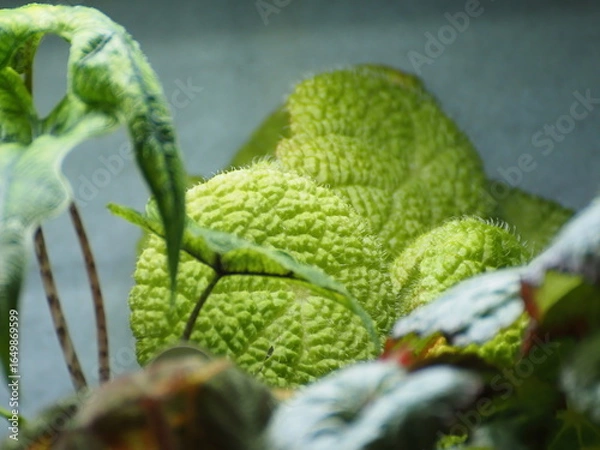 Obraz ベゴニアの葉