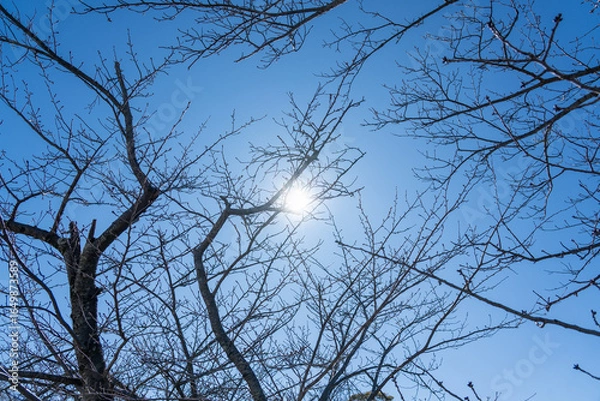 Obraz 神奈川　鎌倉　鶴岡八幡宮