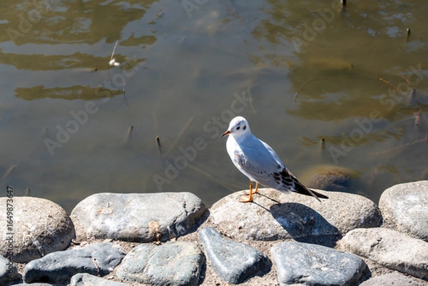Obraz 神奈川　鎌倉　鶴岡八幡宮
