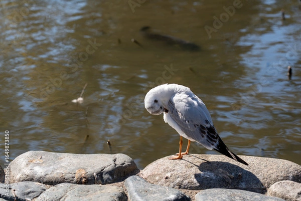 Obraz 神奈川　鎌倉　鶴岡八幡宮