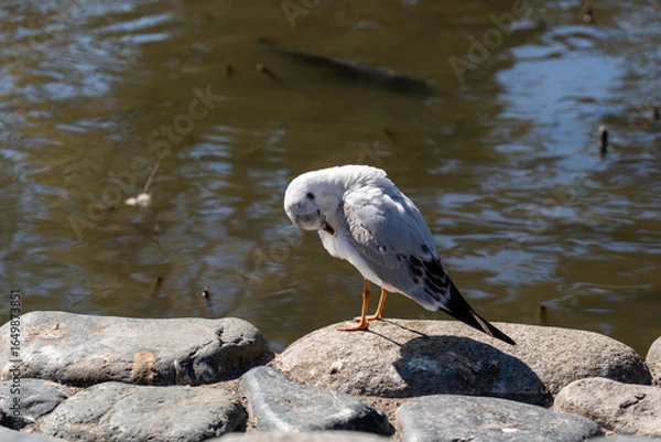 Obraz 神奈川　鎌倉　鶴岡八幡宮