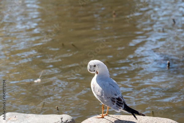 Obraz 神奈川　鎌倉　鶴岡八幡宮
