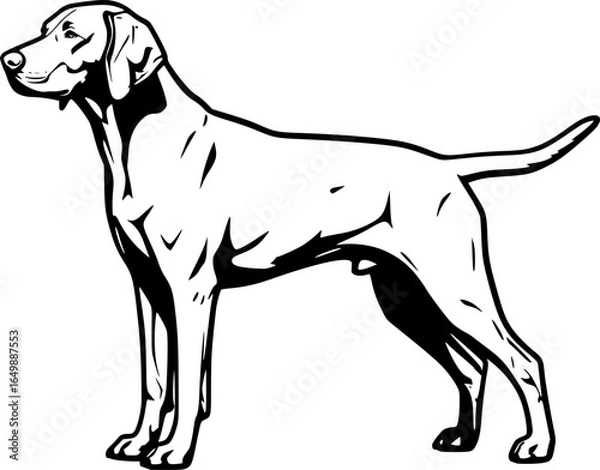 Fototapeta Vizsla dog full body standing side view outline vector
